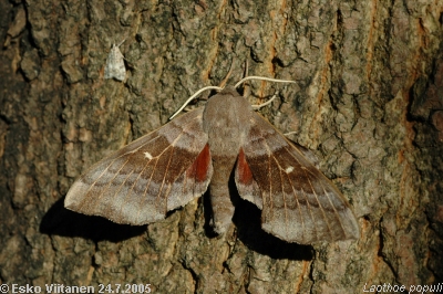 Laothoe populi 24.7.2005 Espoo