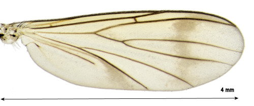 Leia longiseta wing