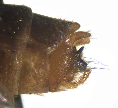 Limnephilus auricula male lateral