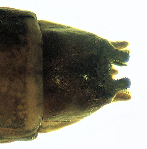 Limnephilus extricatus dorsal