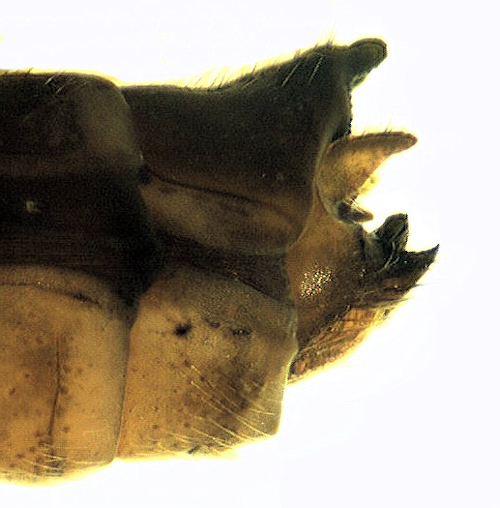 Limnephilus extricatus lateral