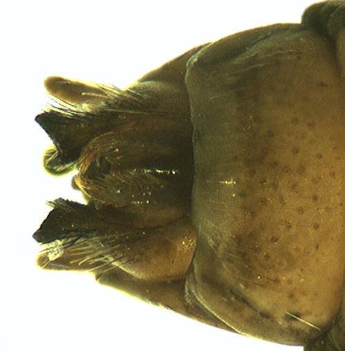 Limnephilus extricatus ventral