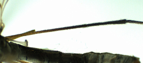 Limnophila schranki femur