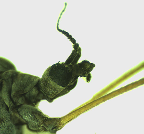 Limnophila schranki head