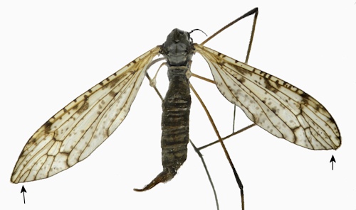 Limnophila schranki wings