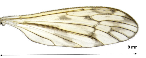 Limonia aquilina wing