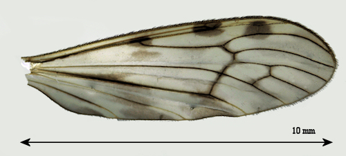 Limonia flavipes wing