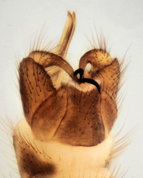 Limonia macrostigma male dorsal