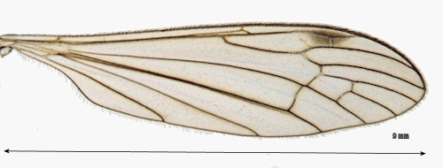 Limonia macrostigma male wing