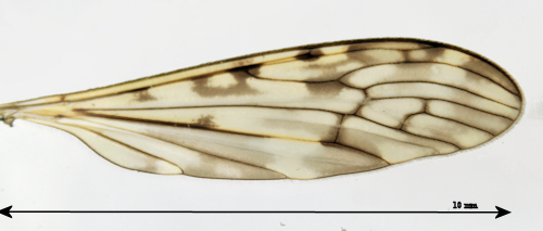 Limonia nubeculosa wing