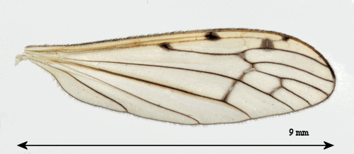 Limonia phragmitidis wing