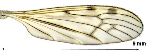 Limonia sylvicola wing