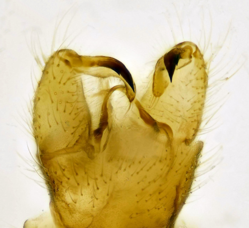 Lipsothrix ecucullata dorsal