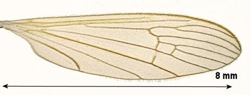 Lipsothrix ecucullata wing