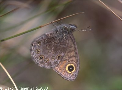 Lasiommata petrpolitana Orivesi 21.5.2000