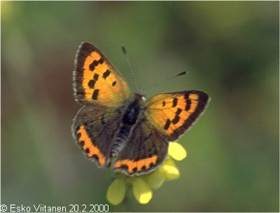 Lycaena phlaeas Teneriffa 20.2.2000