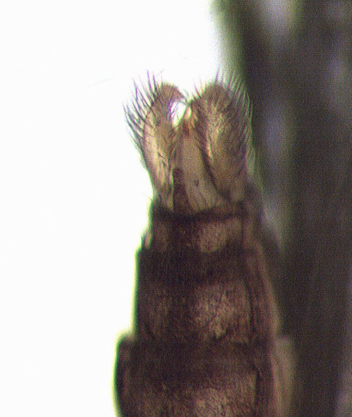 Lype phaeopa male ventral