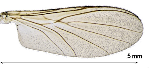 Macrocera pilosa wing