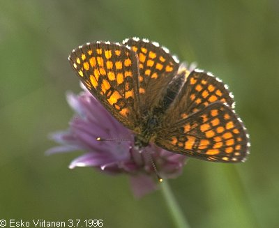 Melitaea athalia Ahvenanmaa Eckerö 3.7.1996