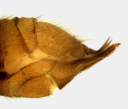Metalimnobia bifasciata female lateral