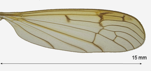 Metalimnobia bifasciata wing