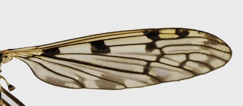 Metalimnobia quadrimaculata wing
