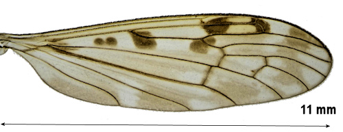 Metalimnobia quadrinotata wing