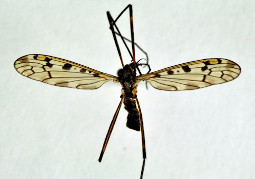 Metalimnobia zetterstedti male