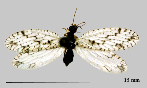 Micromus variegatus