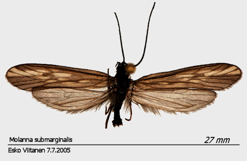 Molanna submarginalis