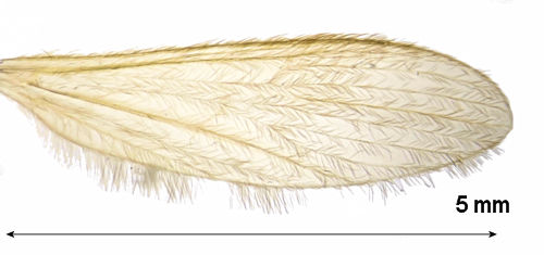 Molophilus appendiculatus wing