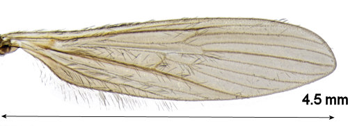 Molophilus bihamatus wing