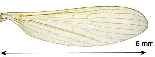Molophilus cinereifrons wing