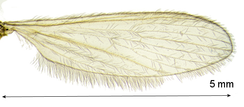 Molophilus corniger wing