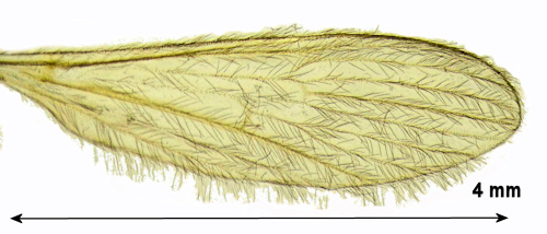 Molophilus crassipygus wing