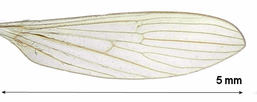 Molophilus griseus wing