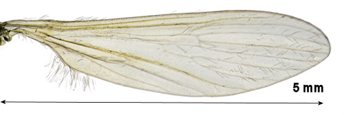 Molophilus medius wing