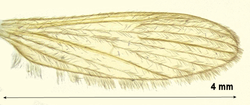 Molophilus propinquus wing