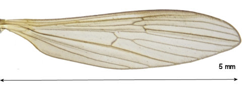 Molophilus pullus wing