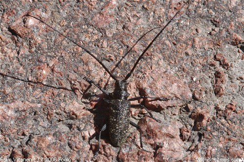 Monochamus sutor Åland Föglö 13.7.2006