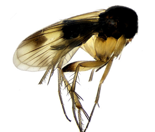Mycetophila edwardsi