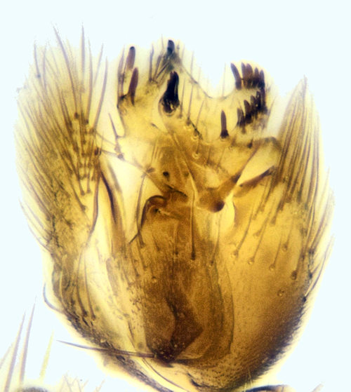 Mycetophila edwardsi lateral