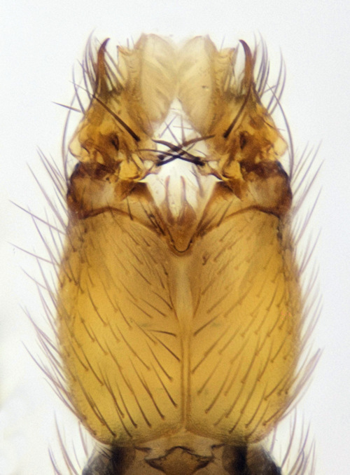 Mycetophila magnicauda ventral