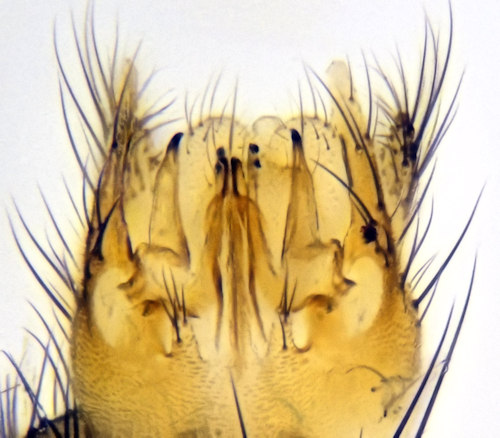 Mycomya flavicollis ventral