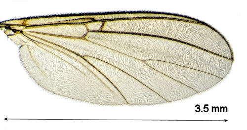 Mycomya flavicollis wing