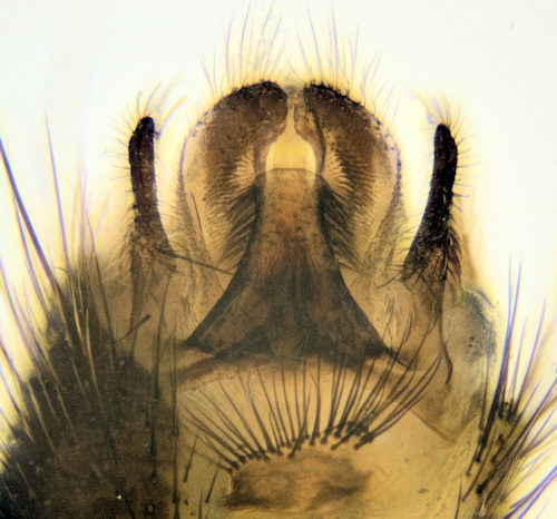 Mycomya marginata ventral