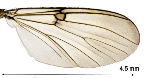 Mycomya marginata wing