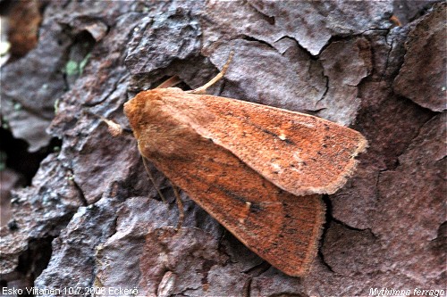 Mythimna ferrago Åland, Eckerö 10.7.2006