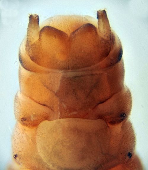 Nemoura cinerea female ventral