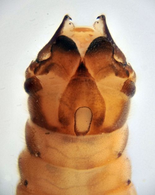 Nemoura cinerea ventral